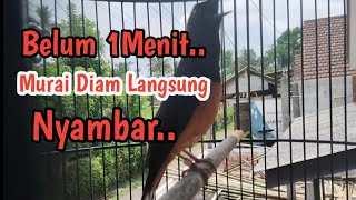 Download lagu PANCINGAN MURAI BATU GACOR.Belum 1menit diputar murai Diam langsung Nyambar.  mp3 Download lagu PANCINGAN MURAI BATU GACOR.Belum 1menit diputar murai Diam langsung Nyambar.  mp3