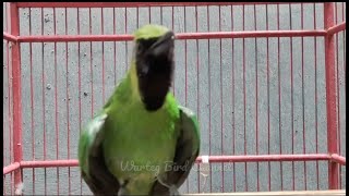 Download lagu Cucak Ijo Gacor Ngentrok Jambul Ini | Bikin Cucak Ijo Lain Emosi mp3