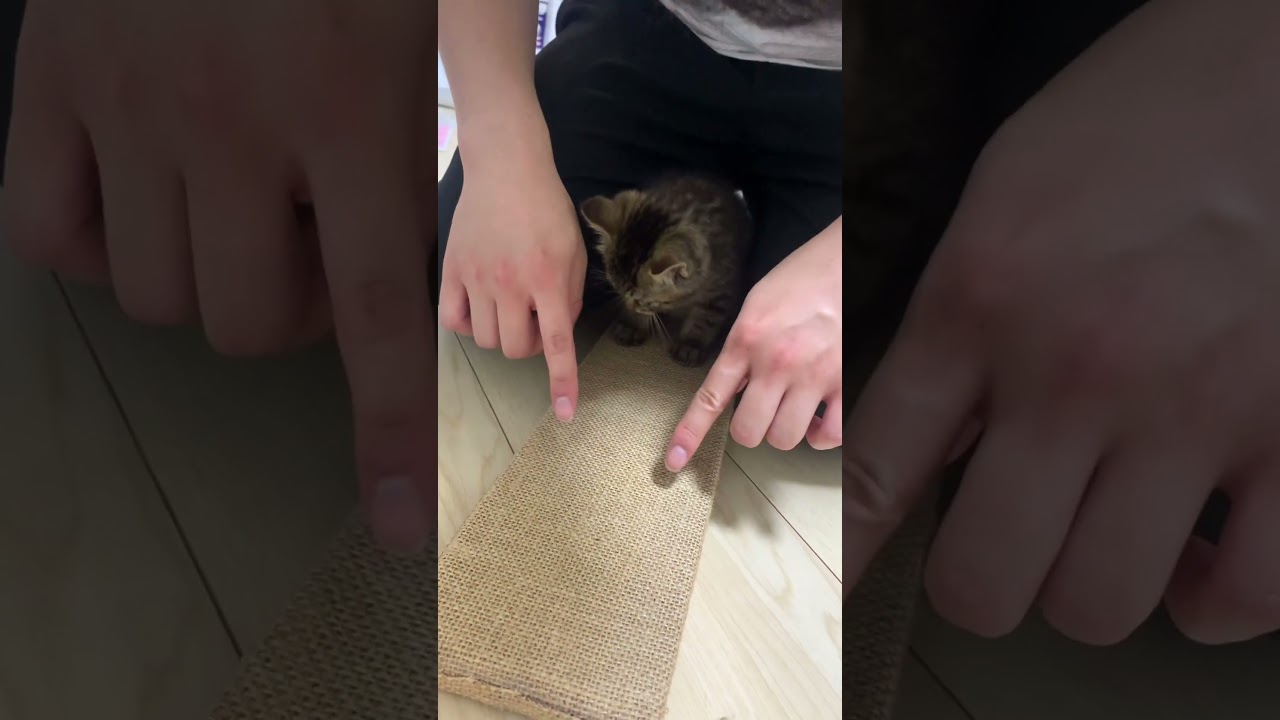 子猫に爪とぎを教えたら…