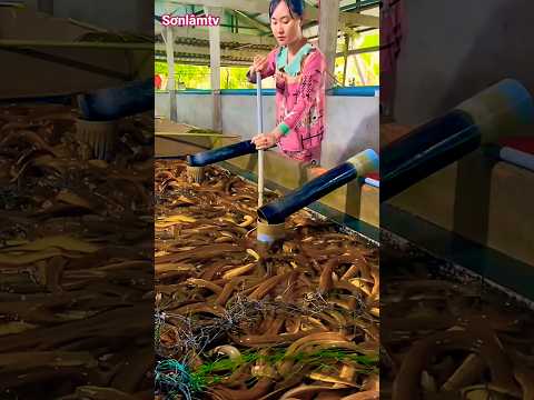 “4000 tấn lươn tồn đang chờ đầu ra mỗi ngày – giải pháp bất ngờ khiến ai cũng ngạc nhiên