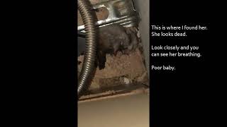 Found this baby hamster trapped behind my stove, almost died