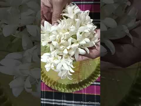 beautiful flowers 🏵️🌹