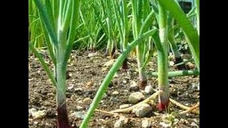 HOW TO GROW GREEN ONIONS FROM SEEDS.