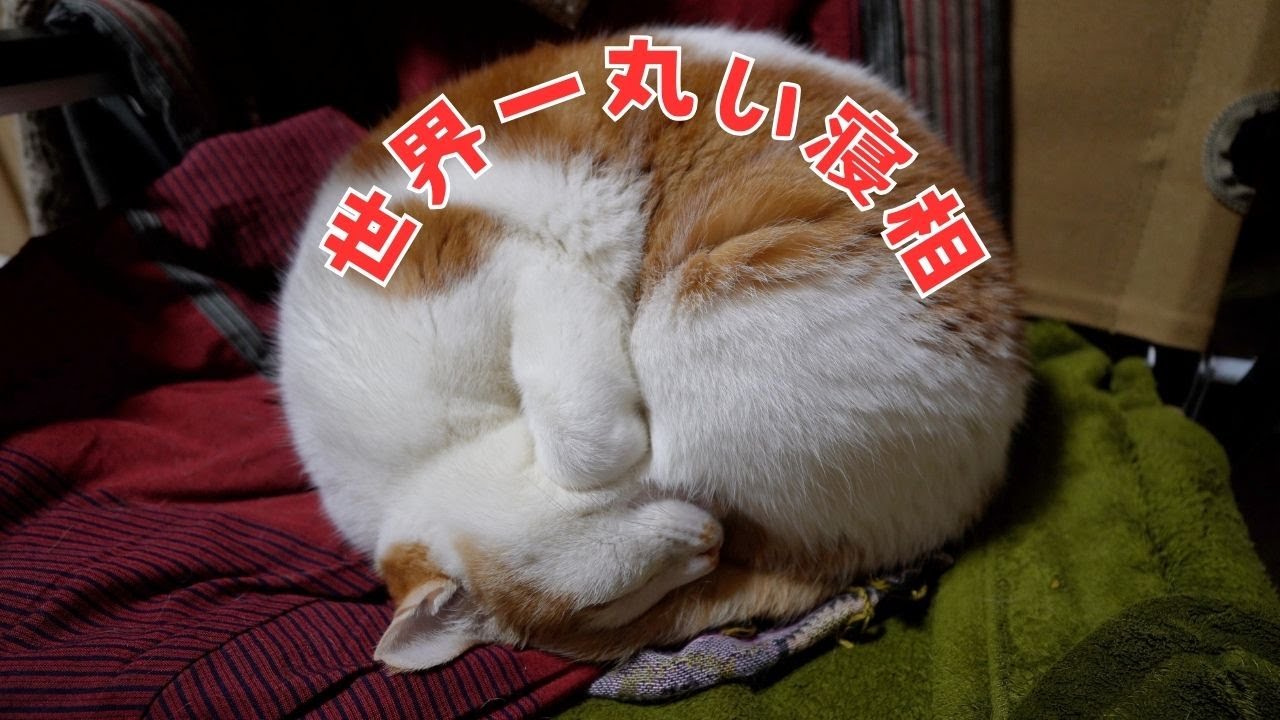 嘘みたいな丸さで眠る猫