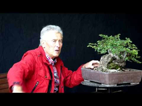 INTERNATIONAL BONSAI ACADEMY with Walter Pall 2013 - Case Study 9/ Fairy Tale Style