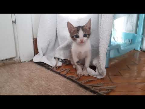 Kitten sneaking and then suddenly attacking towel and run.
