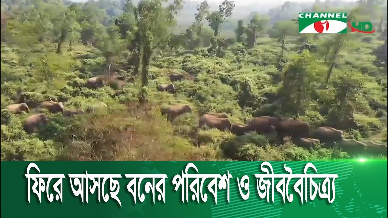 সৃজন হচ্ছে নতুন বন, ফিরে আসছে বনের পরিবেশ ও জীববৈচিত্র্য