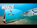 Sea Creatures Vs Mirror Do They Recognize Themselves Or Attack