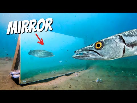 Sea Creatures vs Mirror: Do They Recognize Themselves (or Attack)?