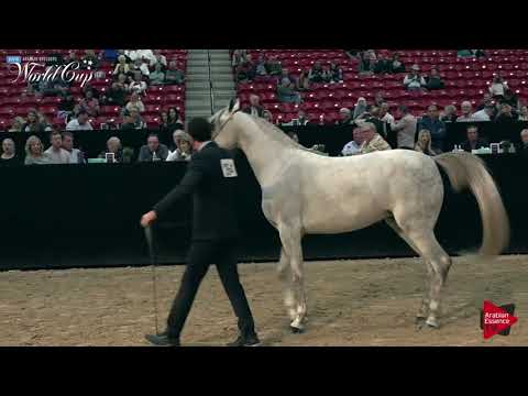 N.268 ITALYA MEIA LUA - LAS VEGAS 2019 - Arabian World Cup Junior Mares (Class 113).mp4
