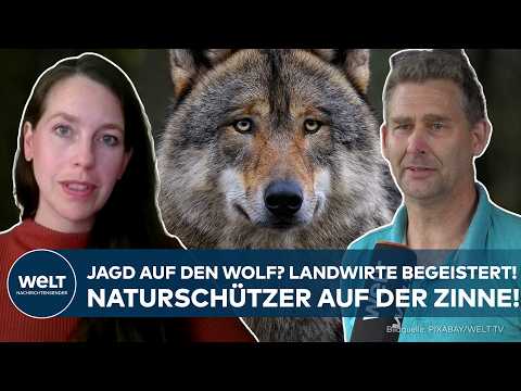 JAGD AUF DEN WOLF: Rainers Pläne polarisieren! Landwirte begeistert – Naturschützer auf der Zinne!