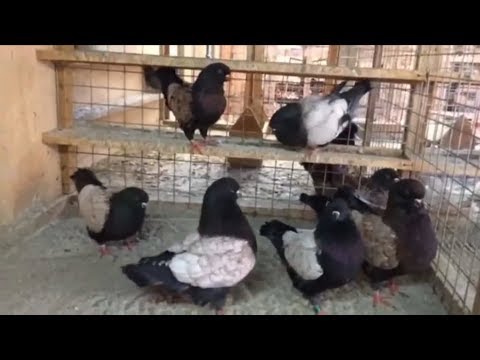 toy modena pigeons