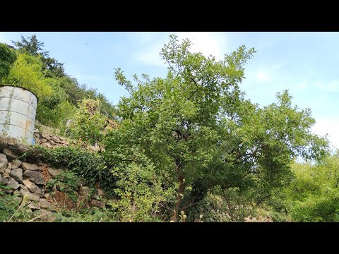 Blackthorn - Plum hybrid (Prunus spinosa x domestica) looks like huge fruits Blackthorn
