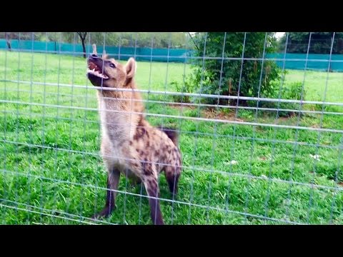 download lagu mp3 mp4 Hyena Laugh, download lagu Hyena Laugh gratis, unduh video klip Hyena Laugh