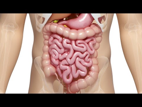 NUTRIÇÃO BÁSICA - ANATOMIA DO SISTEMA DIGESTÓRIO