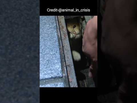 “नाले में फँसी बिल्ली… जिसे रोज़ बच्चे खाना खिलाते थे!” #short