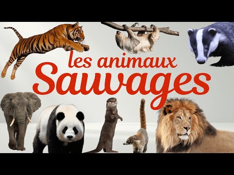 Les animaux sauvages de la savane 🦁🐘 | Safari éducatif pour enfants@minicurieux1​