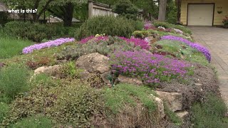 The strength of alpine plants | Prairie Yard & Garden