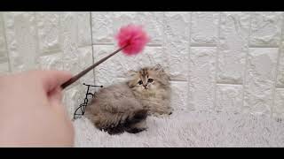 ペルシャの動画01