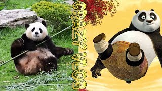 CraZy VloG #26 Kung Fu Panda In Real Life | Кунг-фу панда в реальной жизни