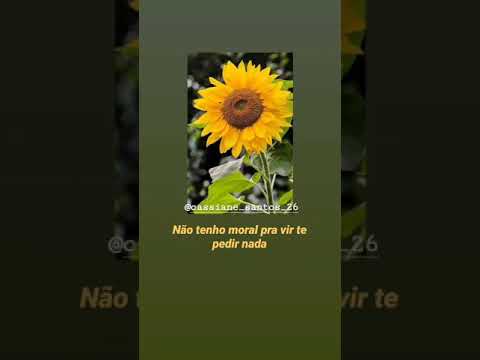 Rashid, Duda Beat - SOBROU SILÊNCIO - para status