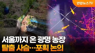서울까지 온 광명 농장 탈출 사슴…포획 논의 / 연합뉴스TV (YonhapnewsTV)