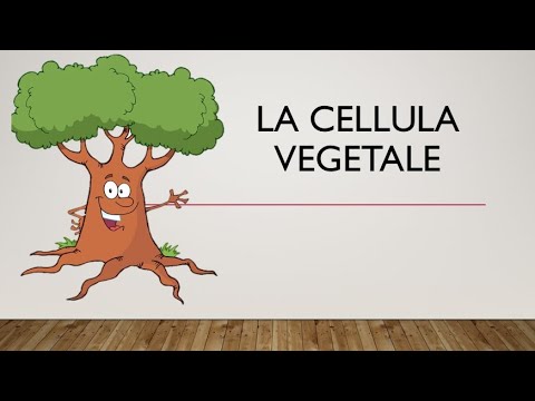SCIENZE - Lezione 8 - la cellula vegetale