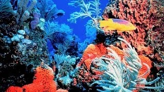 Медленные миры южных океанов и таежных морей