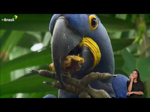 Pantanal: a maior área úmida continental do planeta | Nossos Biomas