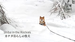 [問卦] 那個youtube網紅看得到雪景啊