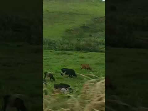 O melhor de Minas Gerais está no interior #agro #pecuaria  #fazenda #interiordeminas