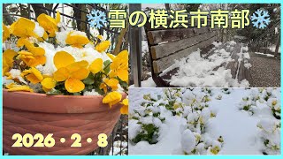 雪の横浜市南部❄️近くの公園の木や花