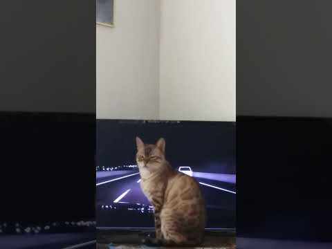 Kumari , part 1.  loves Cop Chases! #bengallove