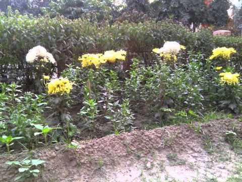 FLOWER NATURE and SOIL