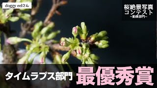 ウェザーニュース 桜絶景写真コンテスト動画部門2025【最優秀賞】〜タイムラプス〜