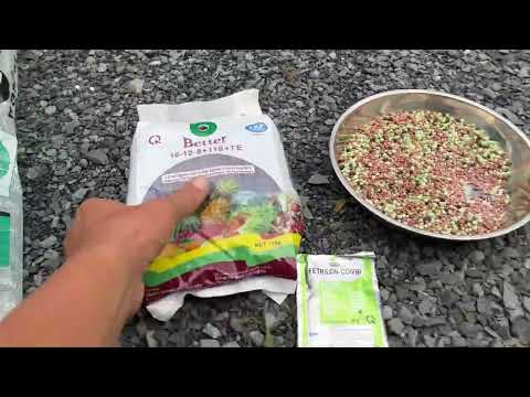 Cách bón phân, xịt thuốc cho cây mai vàng chơi tết đạt hiệu quả cao trong tất cả tình trạng cây mai.