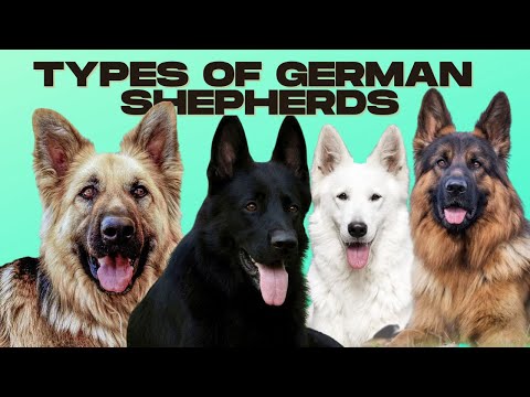 image-What breed of German shepherd do police use?