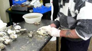 preview picture of video 'Whitstable Oyster Festival - Oyster shucking.'
