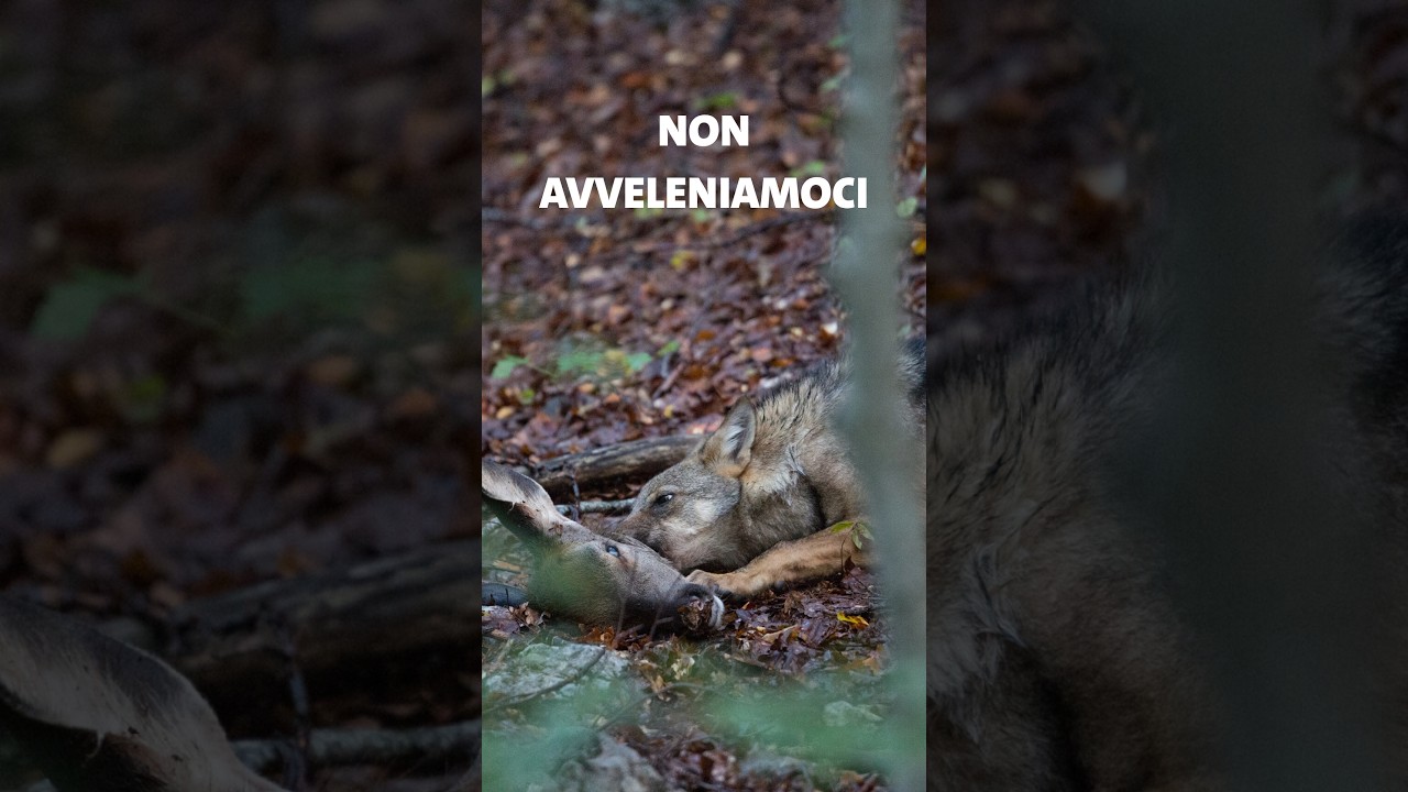 Non avveleniamoci