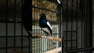 Download lagu Kacer gacor dor isian prenjak, manggil-manggil lawan. #trending #virals #burung #birds #bird mp3