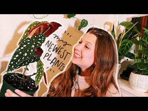 my newest plants! | collective houseplant haul