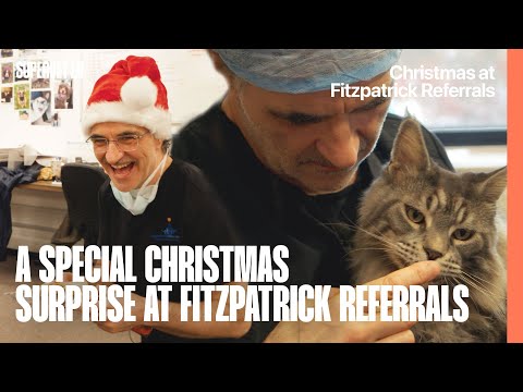 A Special Christmas Surprise at Fitzpatrick Referrals | Supervet ER