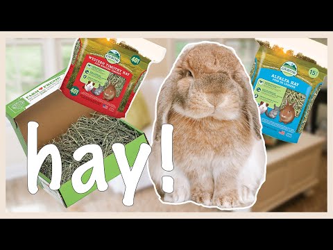 A Guide To Rabbit Hay