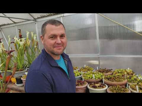 Venus flytrap Dormancy - common questions answered