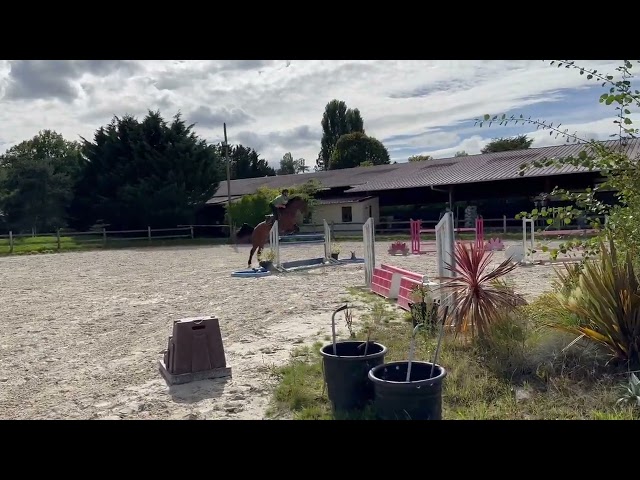 Hongre 6 ans très performant 