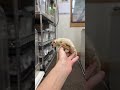 フクロモモンガのYouTubeサムネイル画像