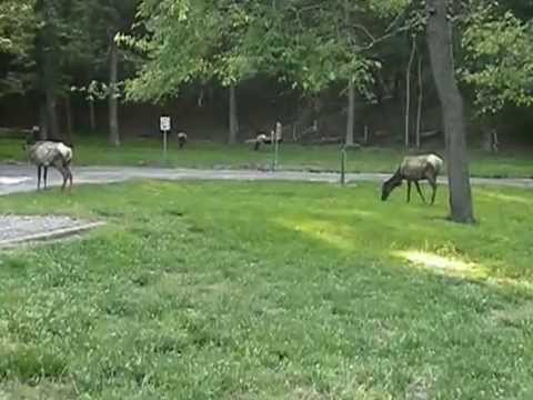 LONE ELK PARK, ELK SHEDDING THEIR WINTER COAT.