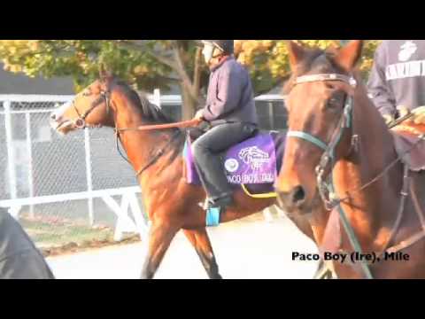 Breeders' Cup Tuesday - Euro Spotlight