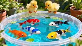 Download lagu unboxing ikan hias warna warni, ikan koi, ikan glowfish, ikan cupang, kura kura brazil � mp3 Download lagu unboxing ikan hias warna warni, ikan koi, ikan glowfish, ikan cupang, kura kura brazil � mp3