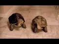 Xfinity Slowskys Babysitter Commercial 2012
